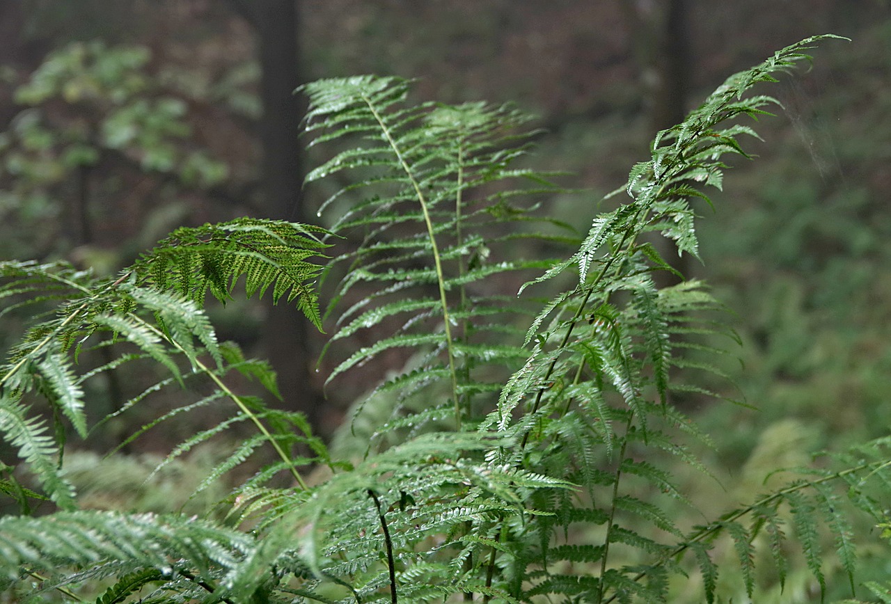 fern forest green free photo