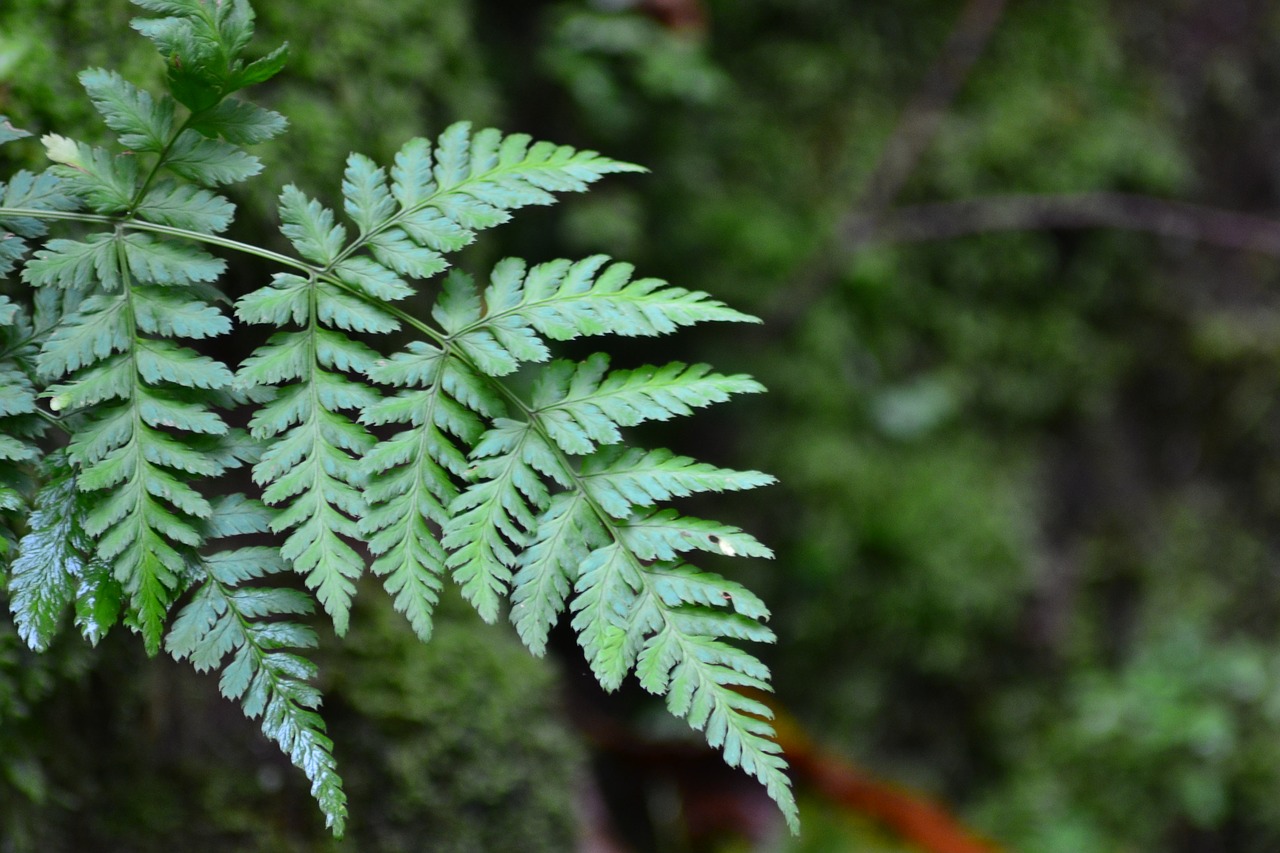 fern forest close free photo