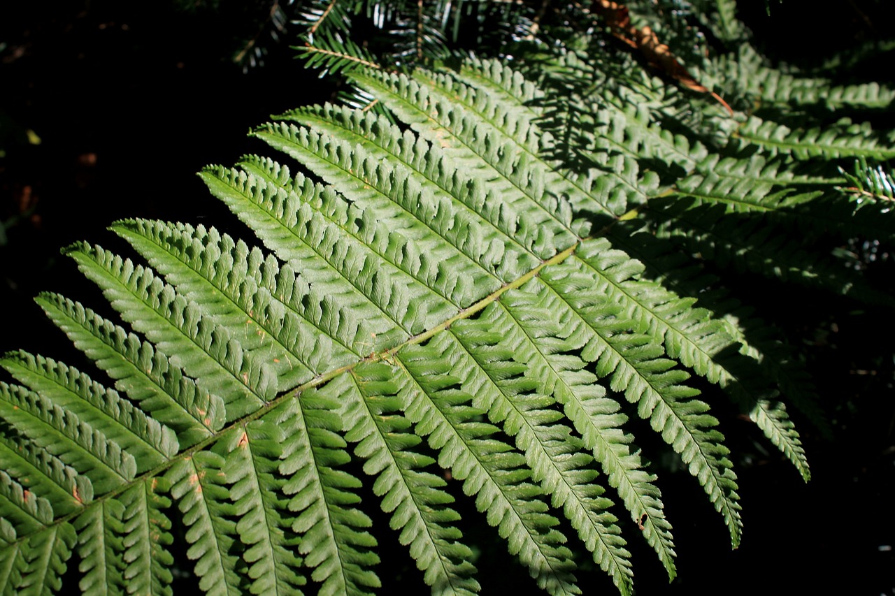fern forest undergrowth free photo