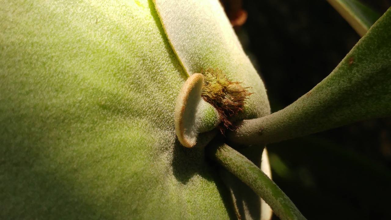 fern platycerium shoots free photo