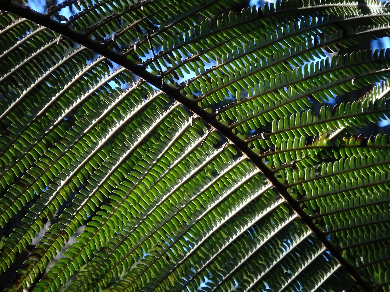 fern jungle rainforest free photo