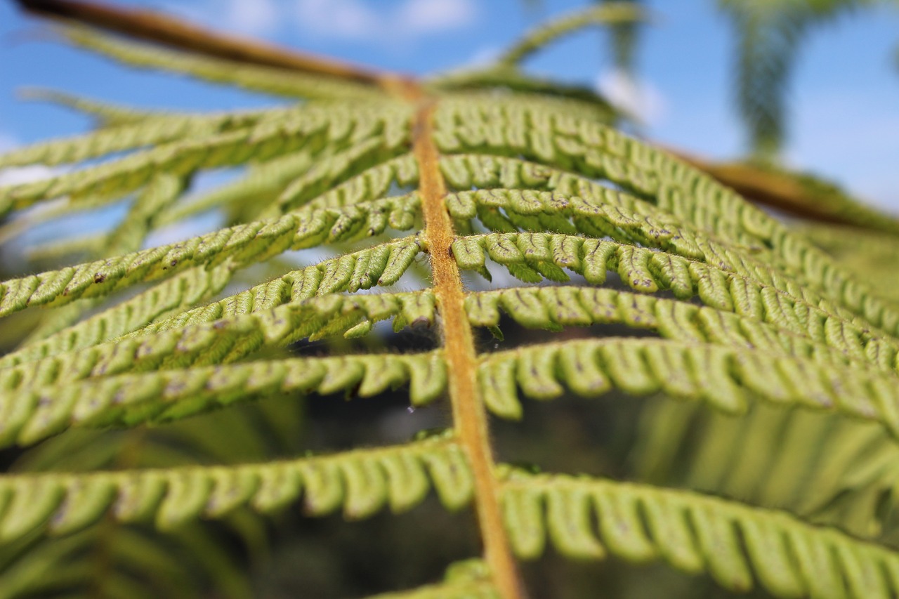 fern shrub nature free photo