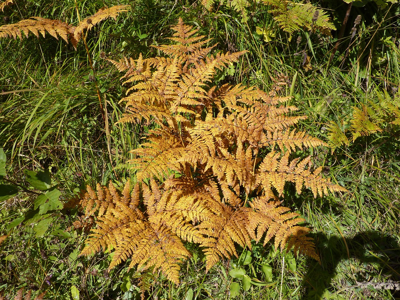 fern leaf fern green free photo