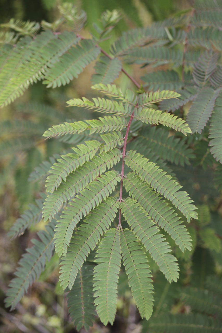 fern green plant free photo