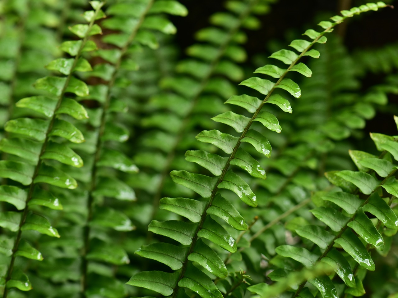 fern leaf leaves free photo