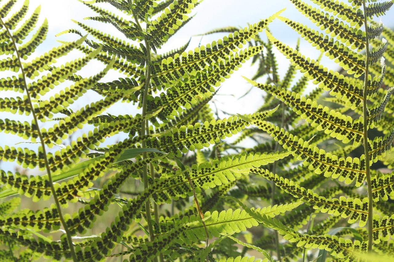 fern woodfern green free photo