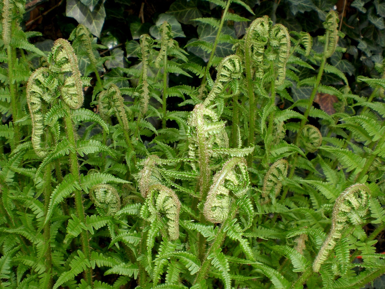 fern leaf fern green free photo