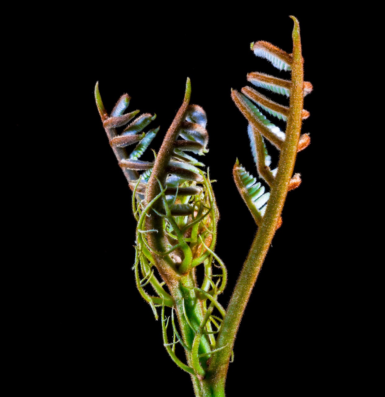 fern young leaves boy shoots free photo