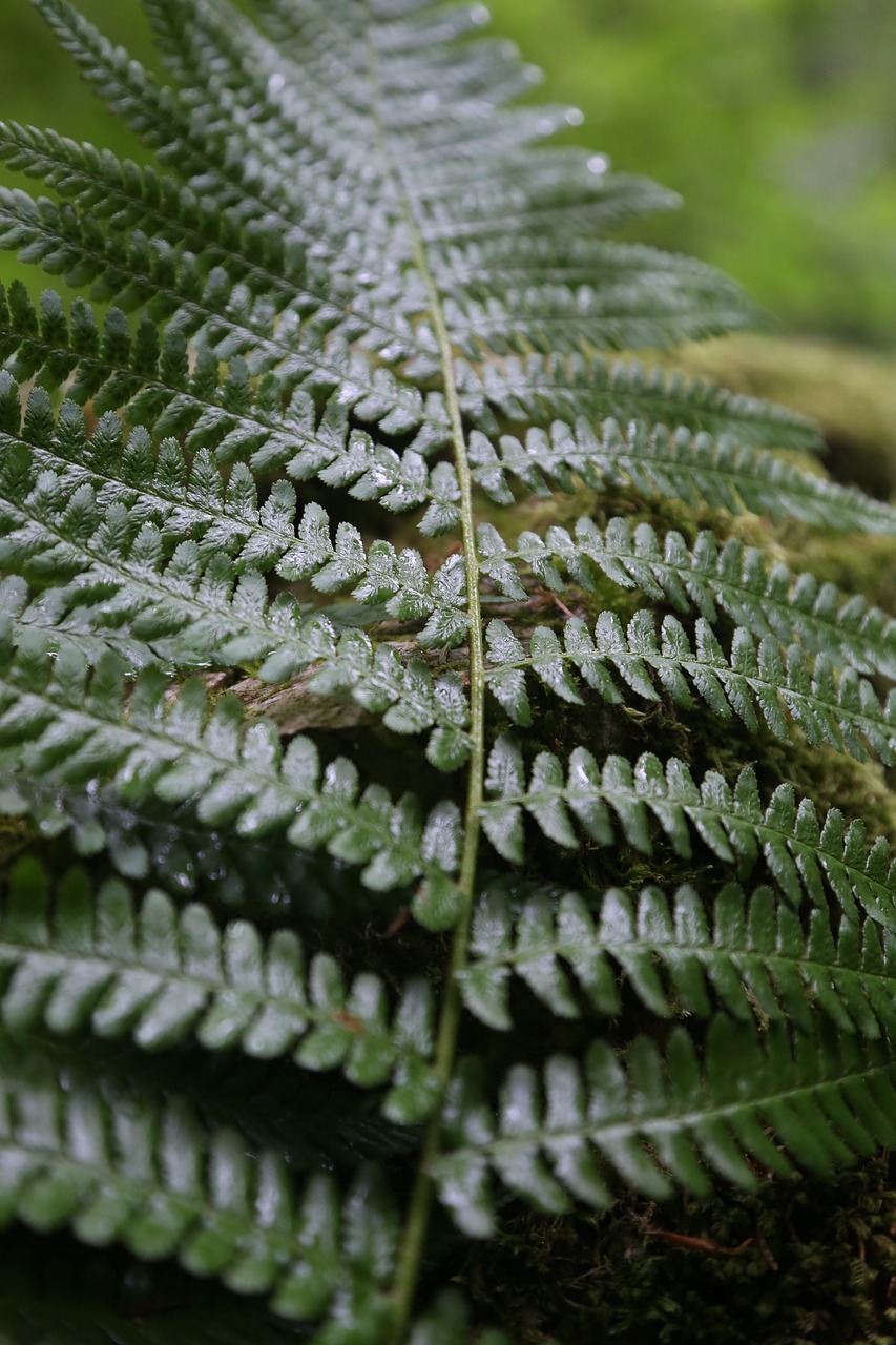 fern forest free pictures free photo