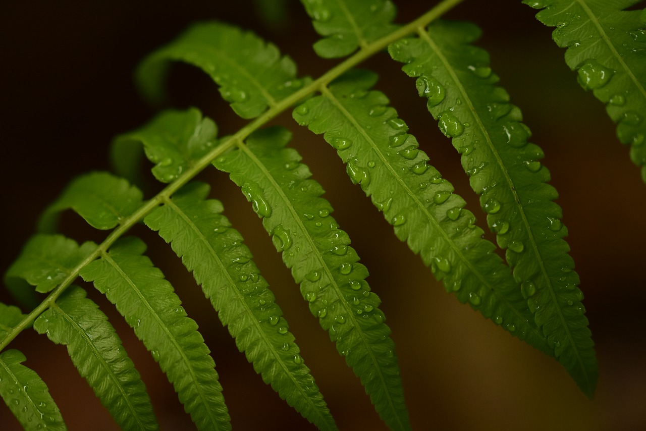 fern leaf raindrops free photo