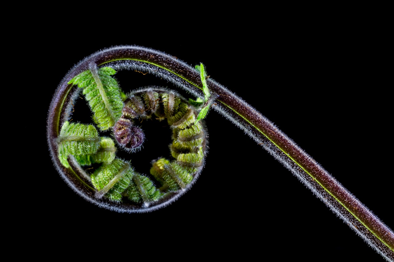 fern young fern fresh shoots free photo