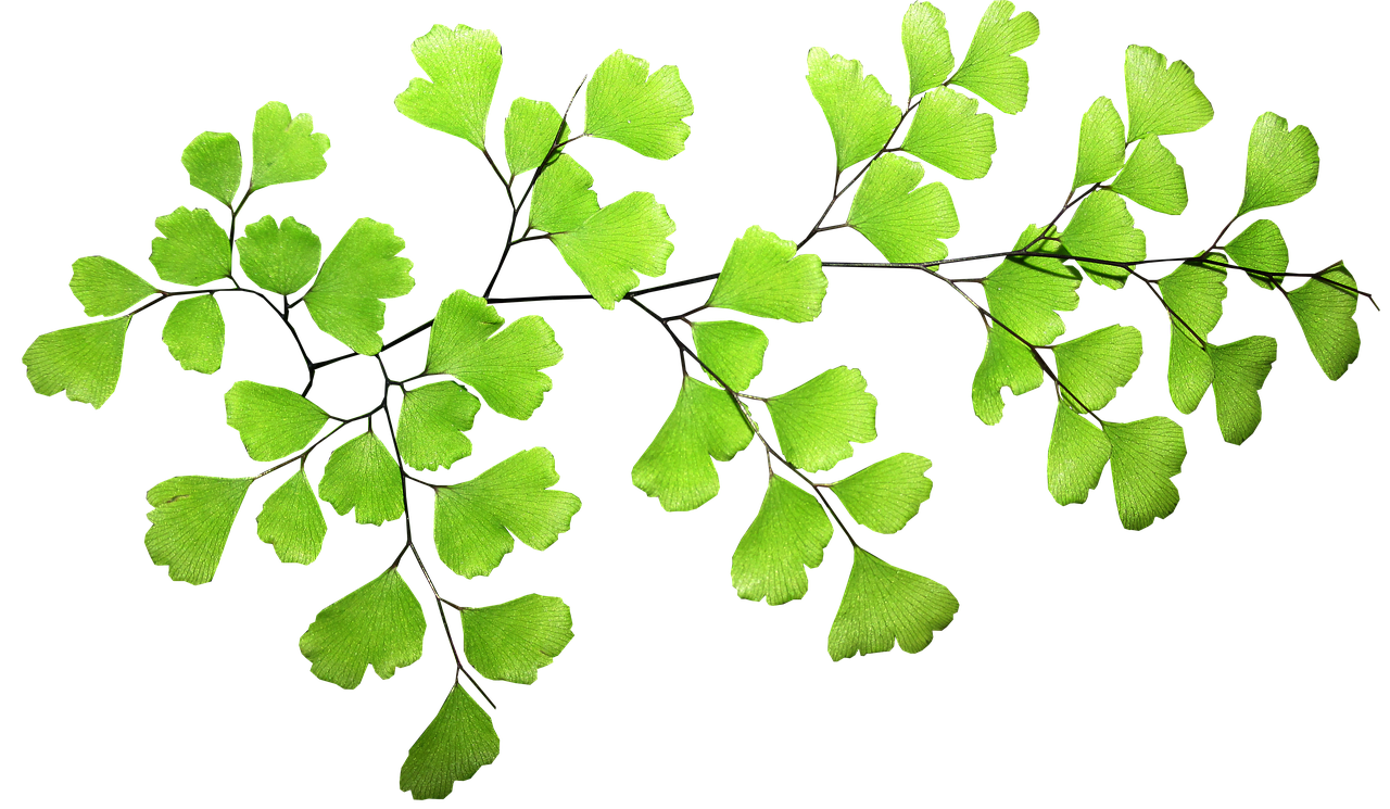 fern leaf plant free photo