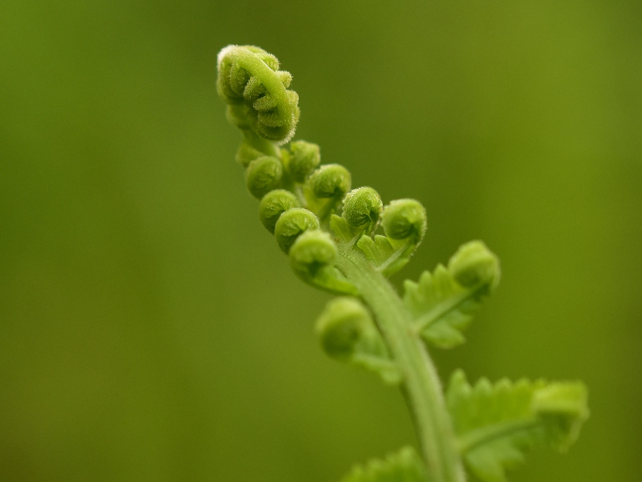 fern roll young frond free photo