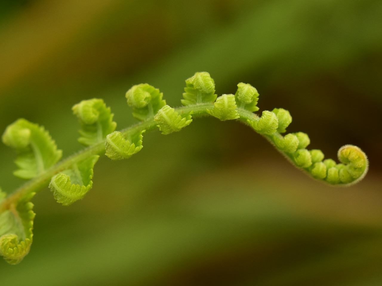 fern ferns green free photo