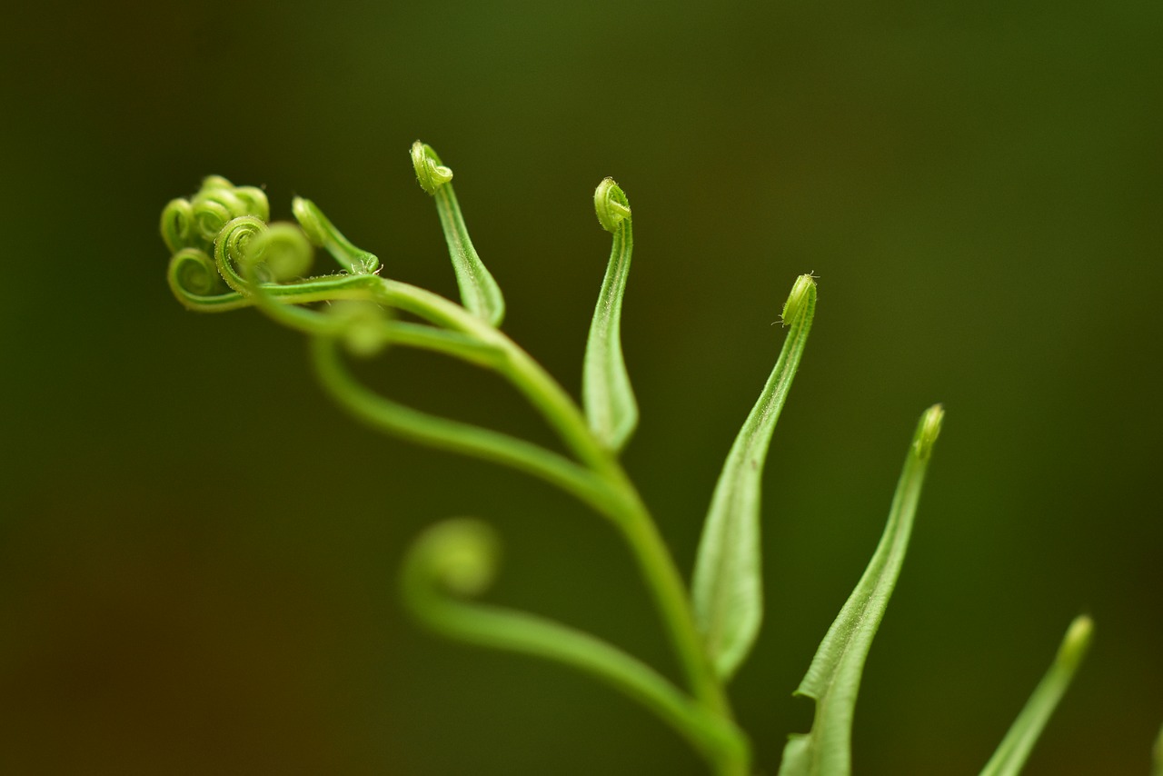 fern roll leaf free photo