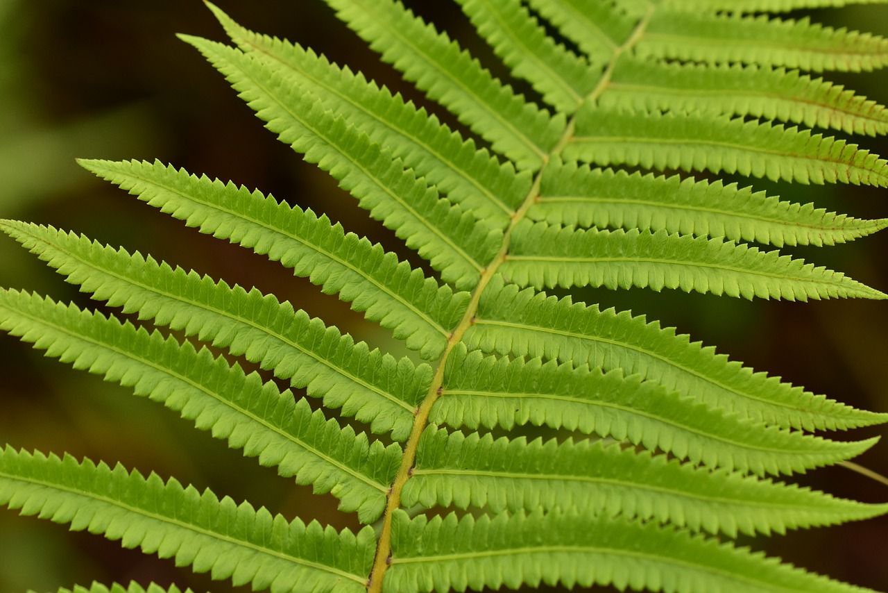 fern leaf foliage free photo