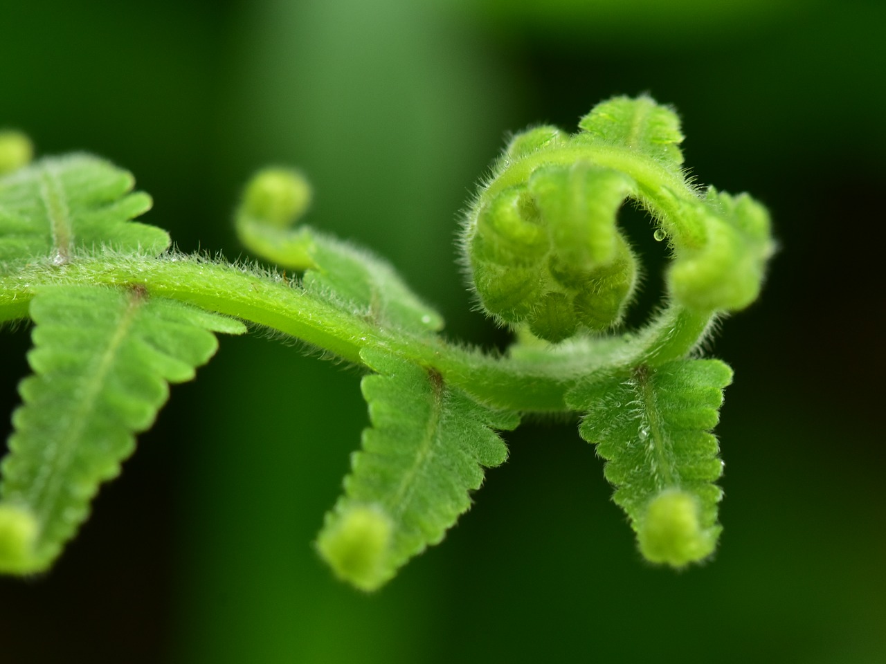 fern frond leaf free photo