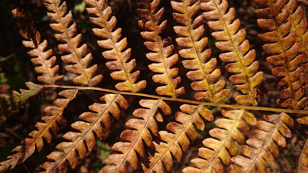 fern sheet brown free photo