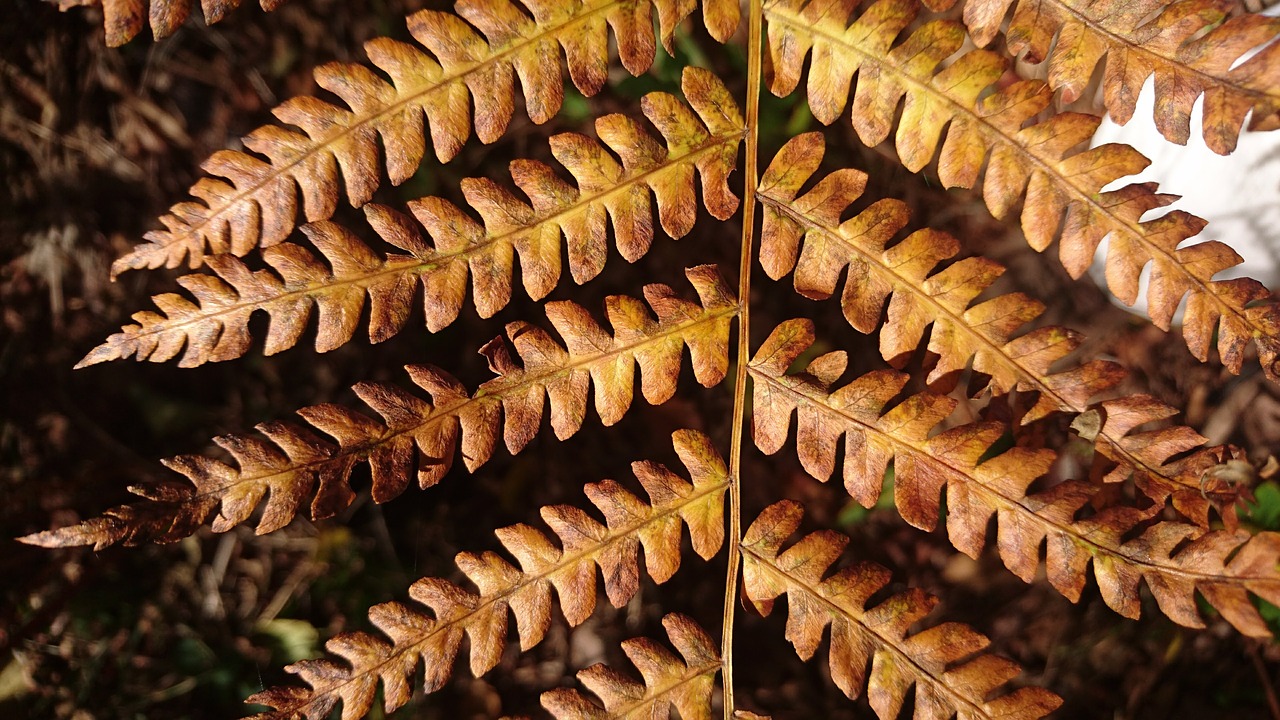 fern branch nature free photo