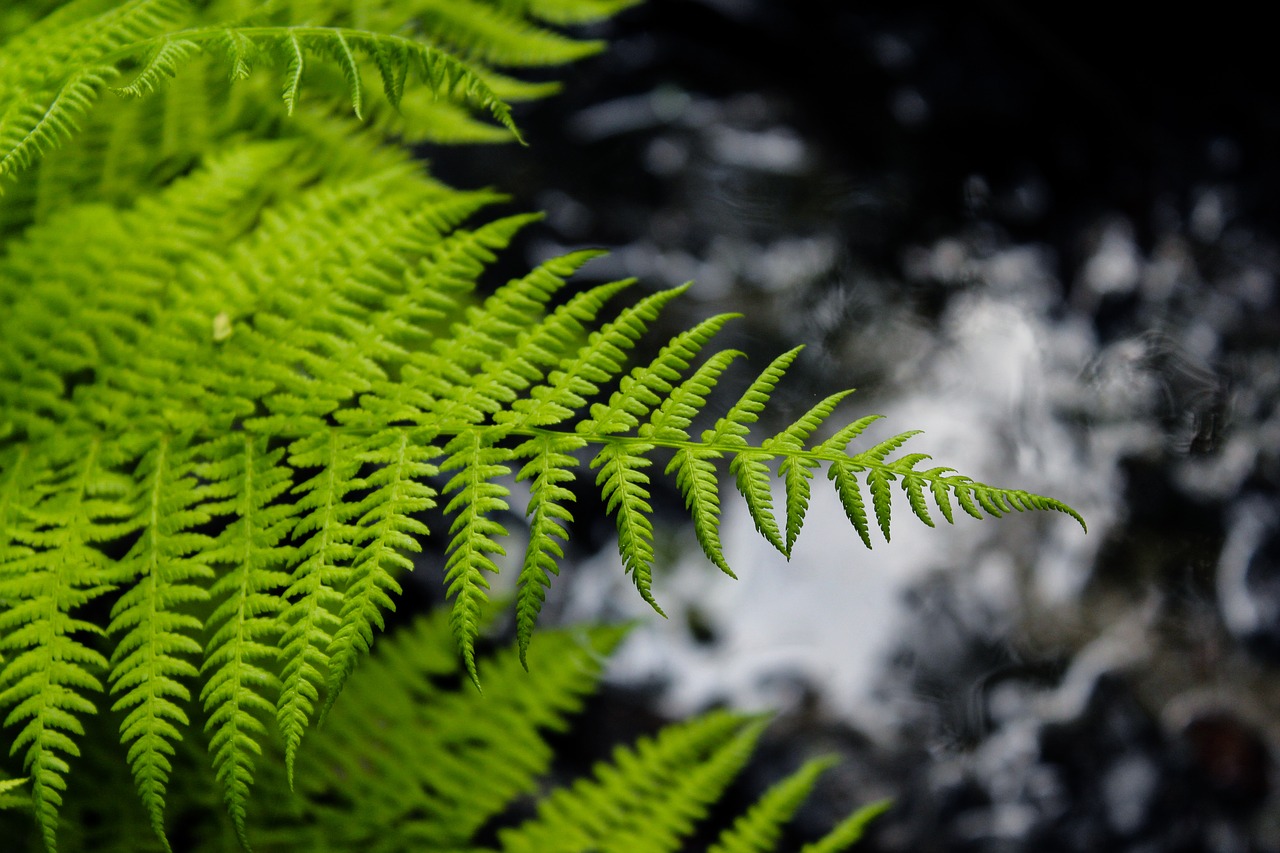 fern plant sheet free photo