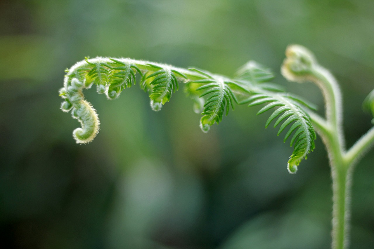 fern green nature free photo