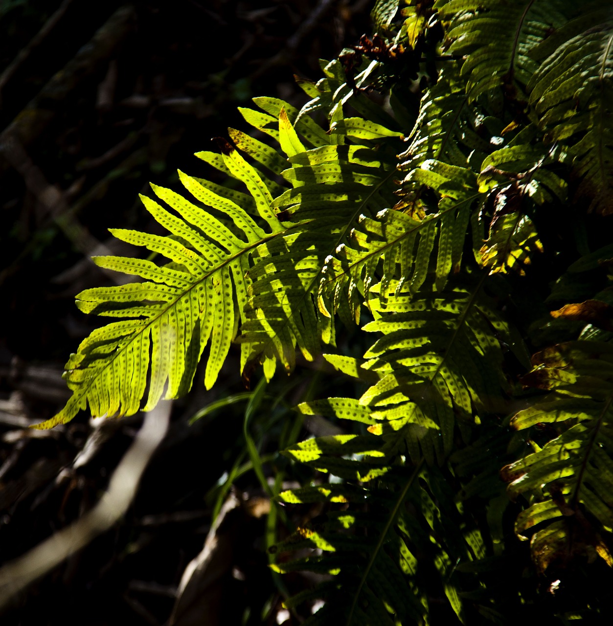 fern leaf tree free photo