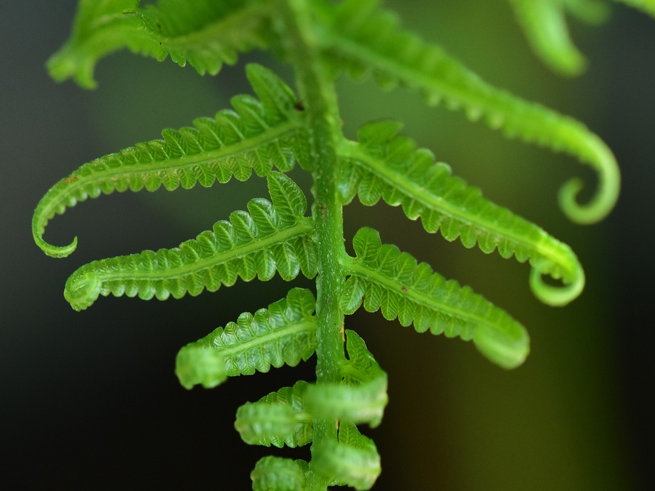 fern frond foliage free photo