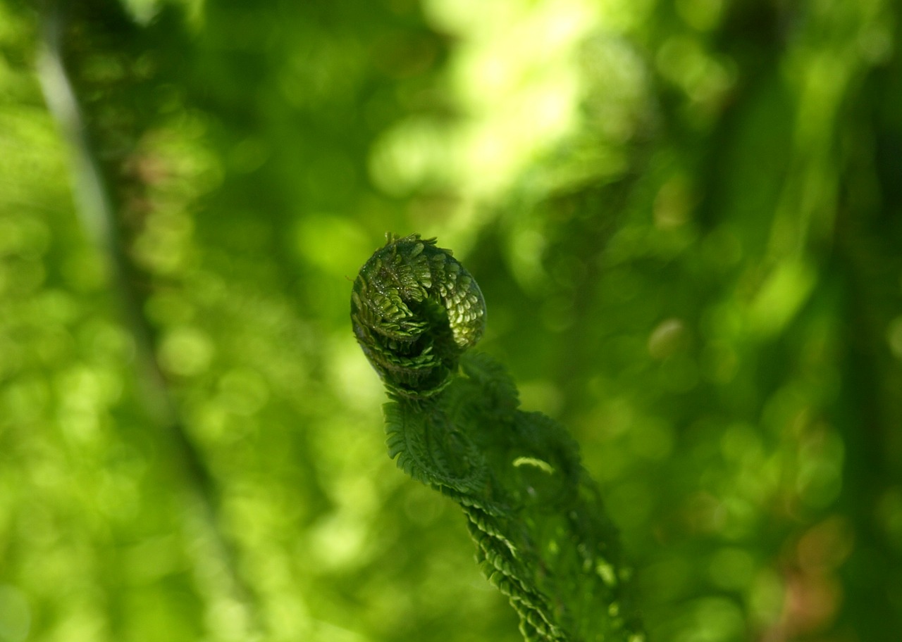 fern green forest free photo