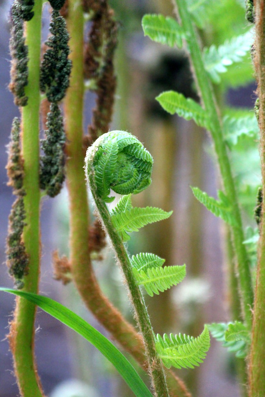 fern sheet plant free photo