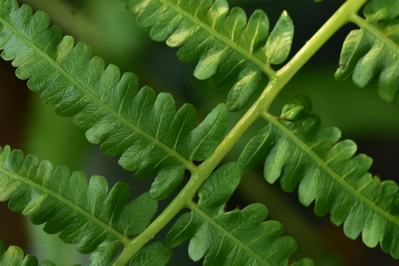 fern  ferns  foliage free photo