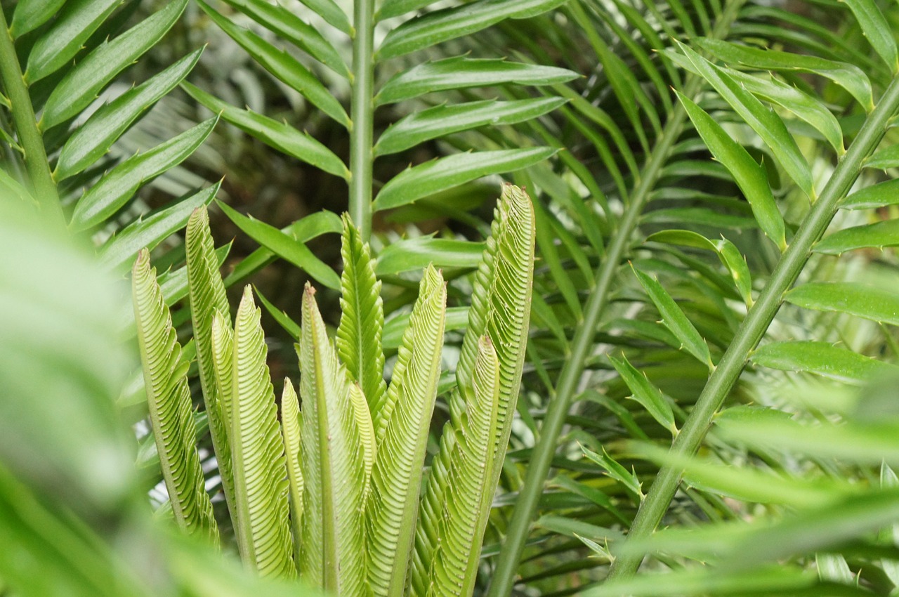 fern  leaf  plant free photo