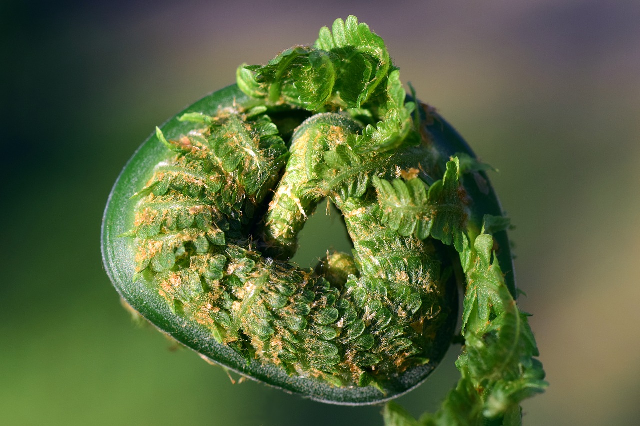 fern  rolled  spring free photo