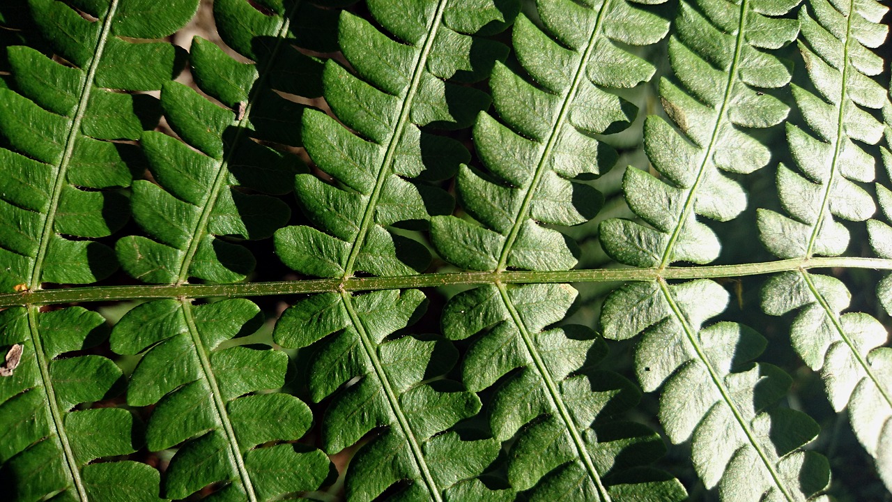 fern  sheet  plant free photo