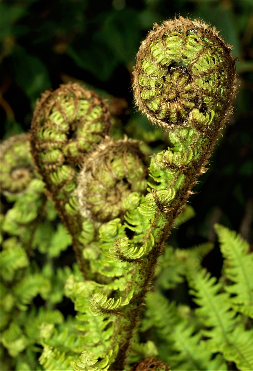 fern  flora  nature free photo