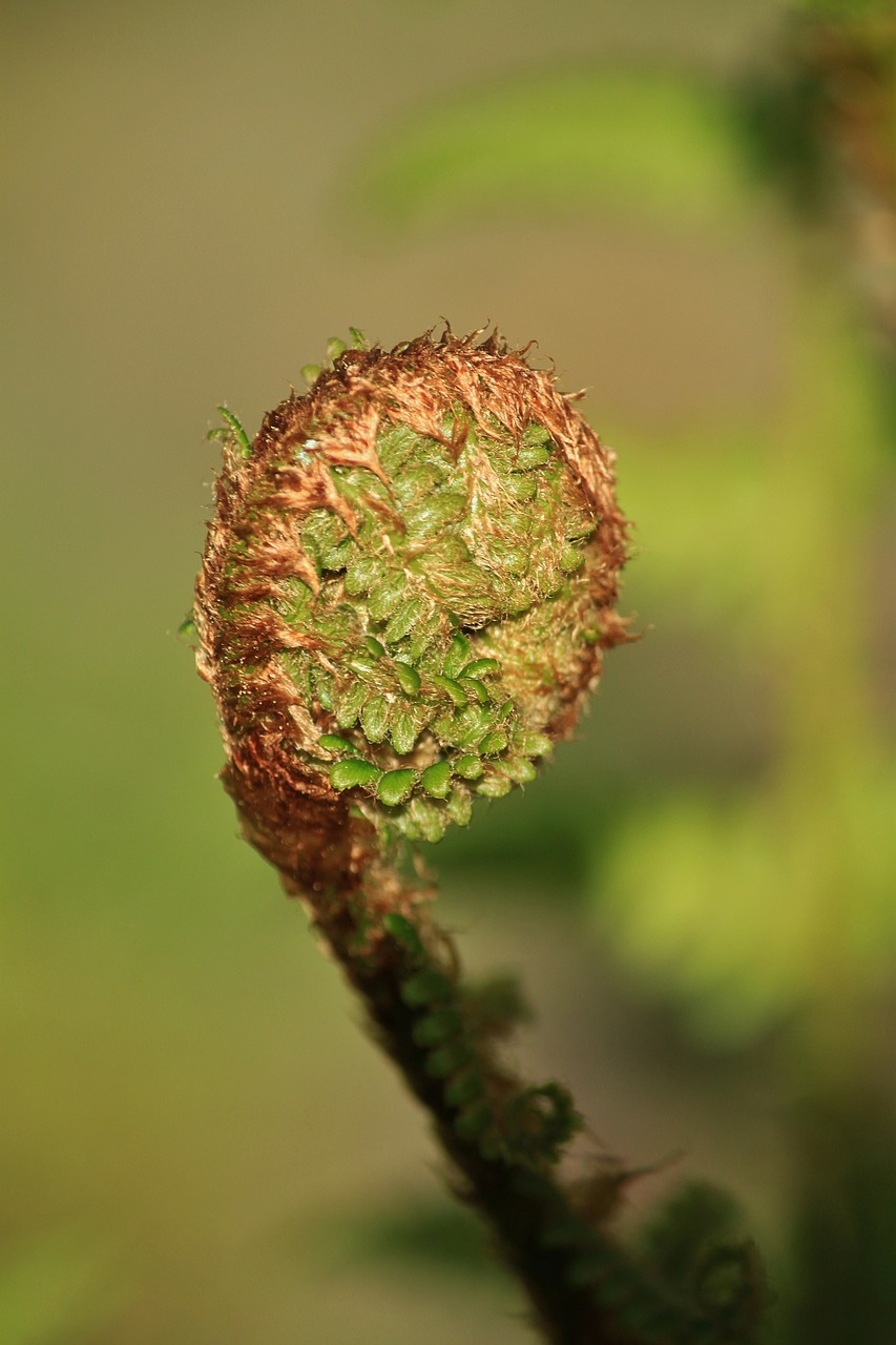 fern forest forest plant free photo