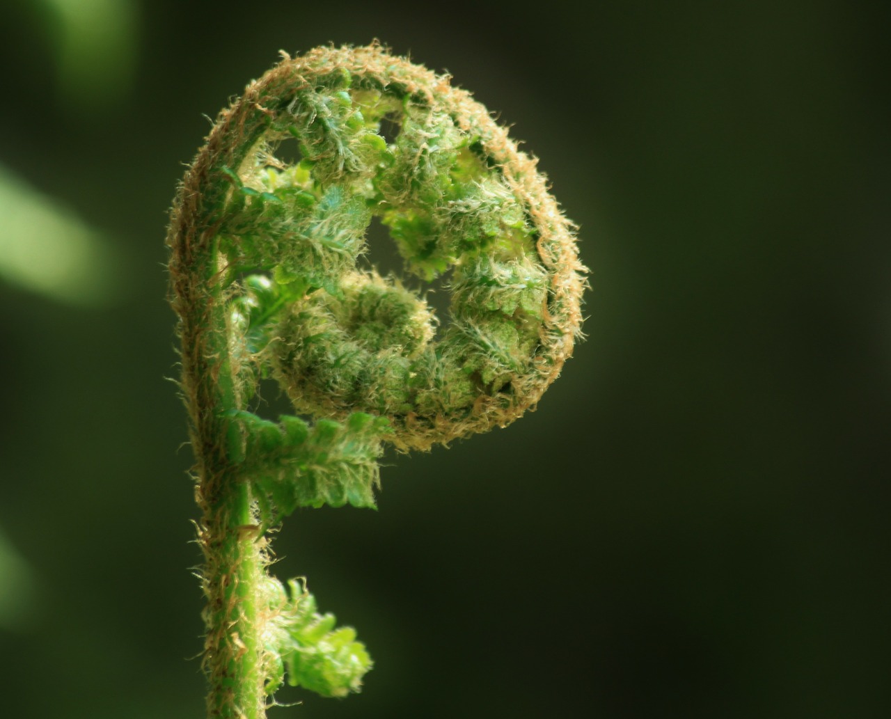 fern forest forest plant free photo