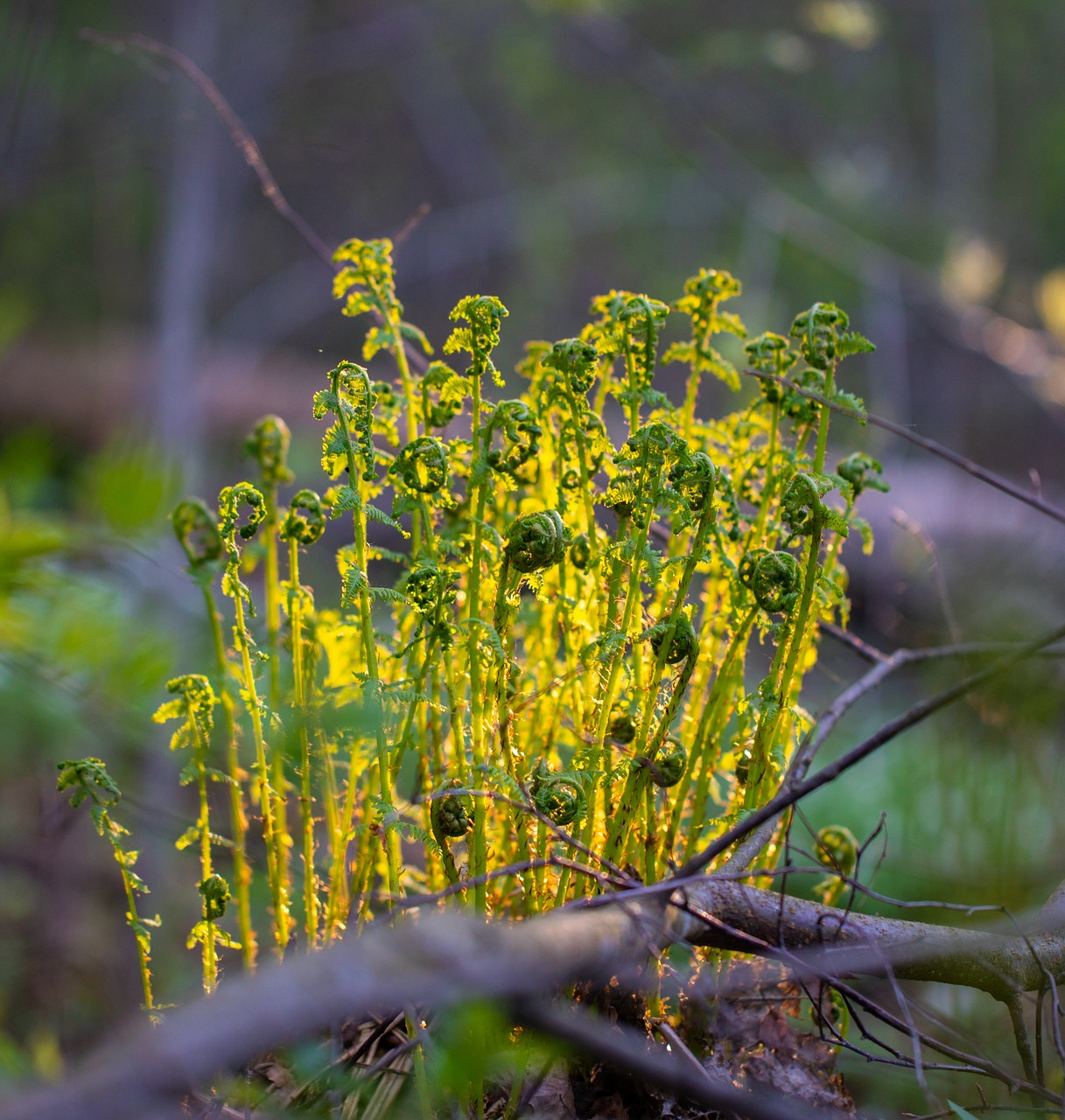 fern  sun  forest free photo