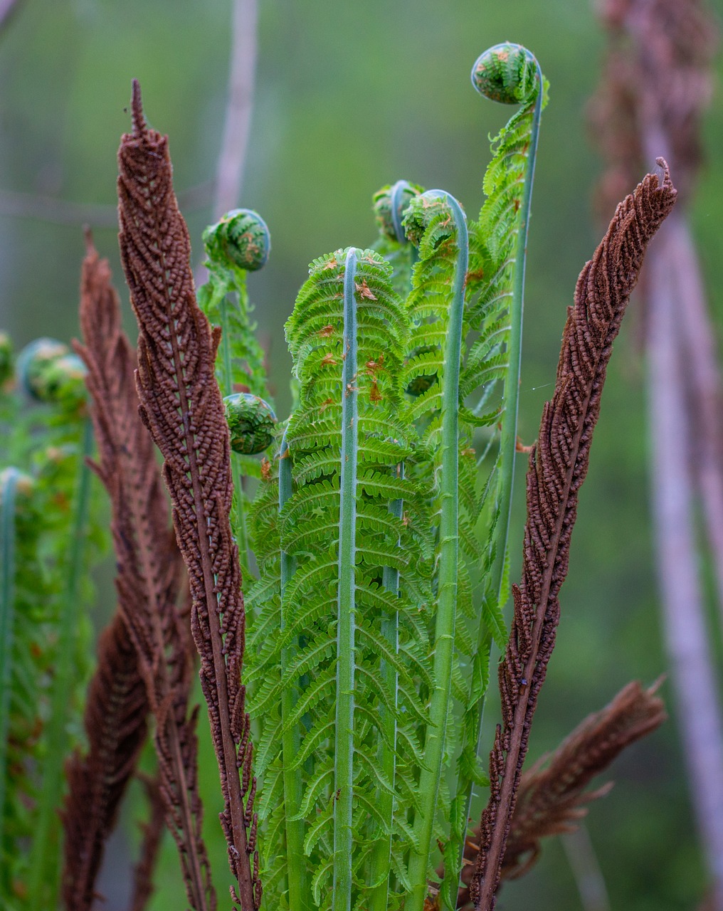 fern  plant  nature free photo