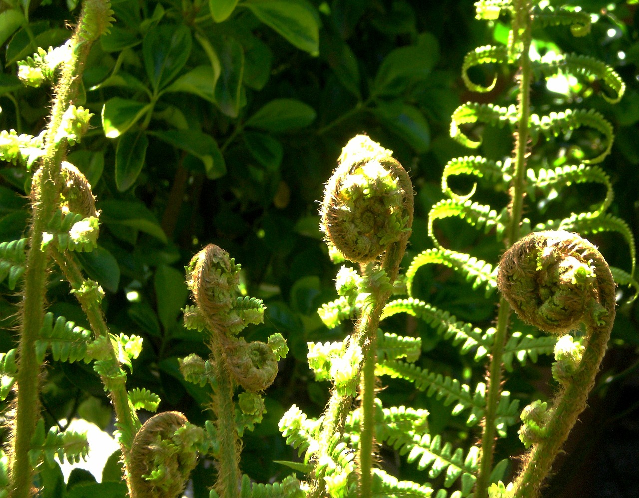 fern leaf fern green free photo