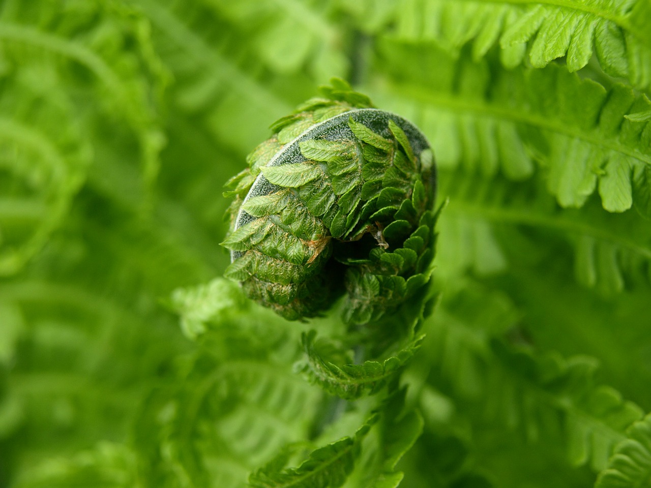 fern green plant free photo