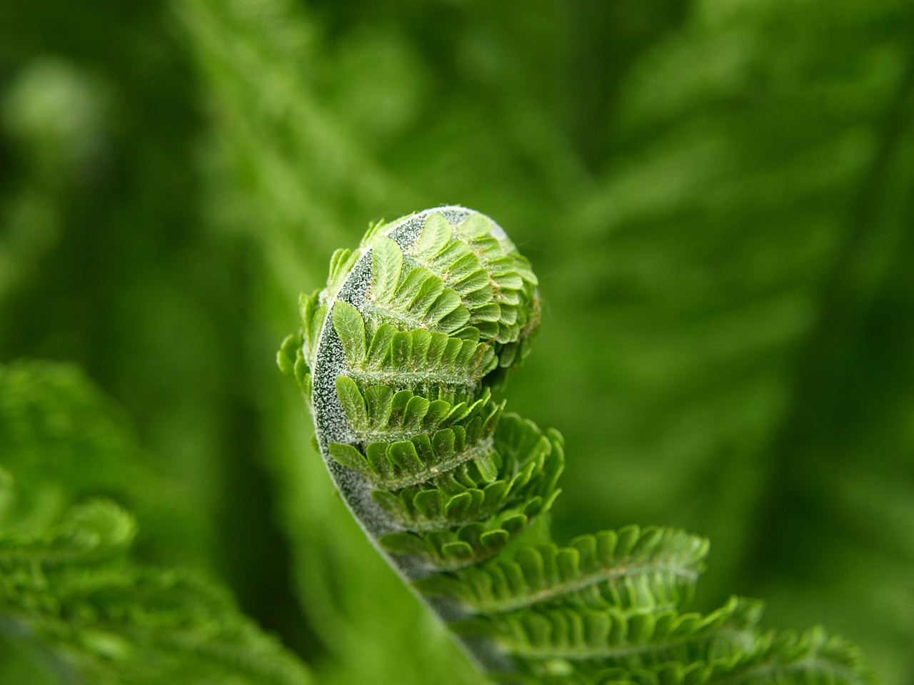 fern green plant free photo