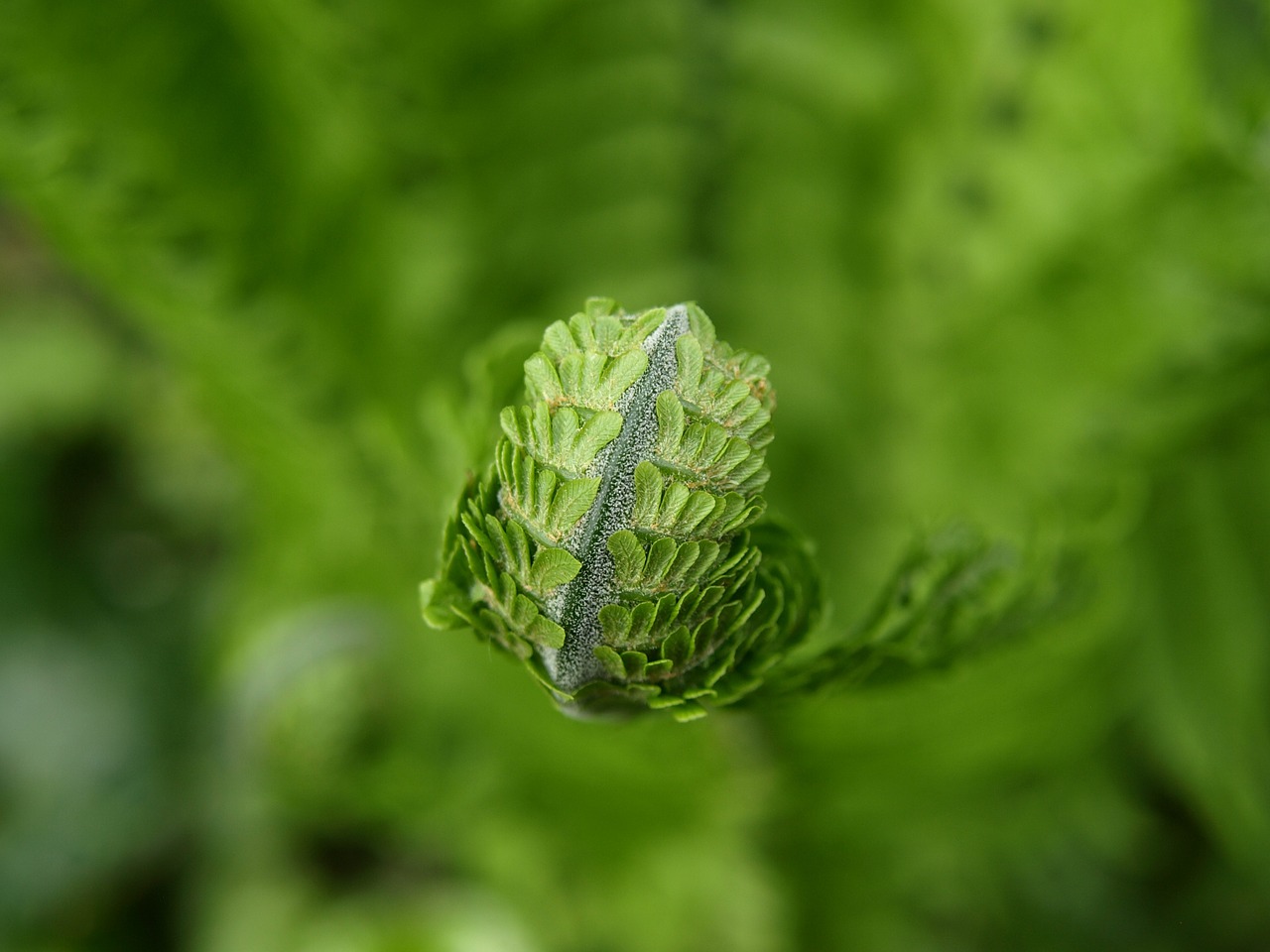 fern green plant free photo