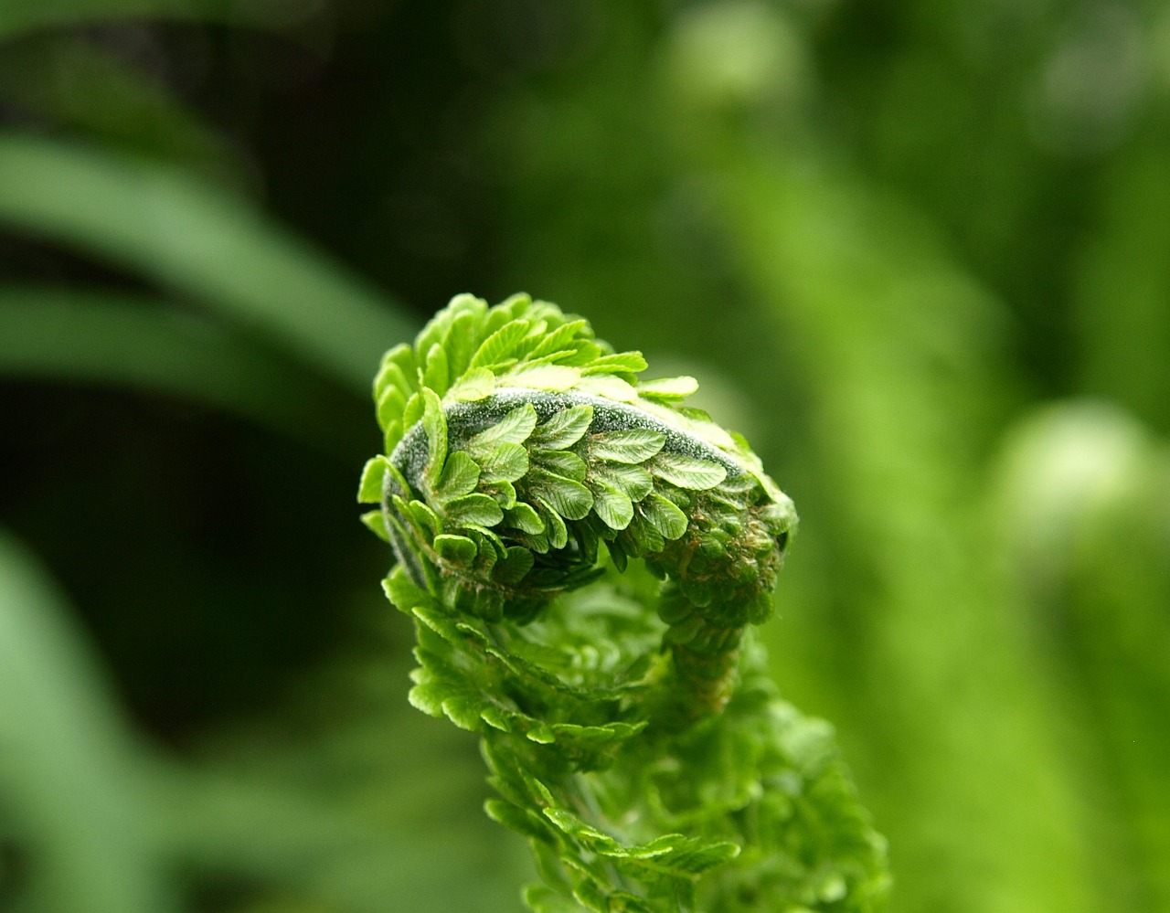 fern green plant free photo