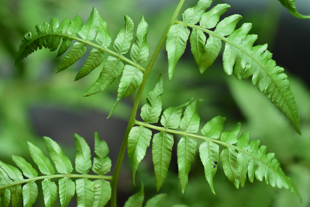 fern  green leaves  foliage free photo