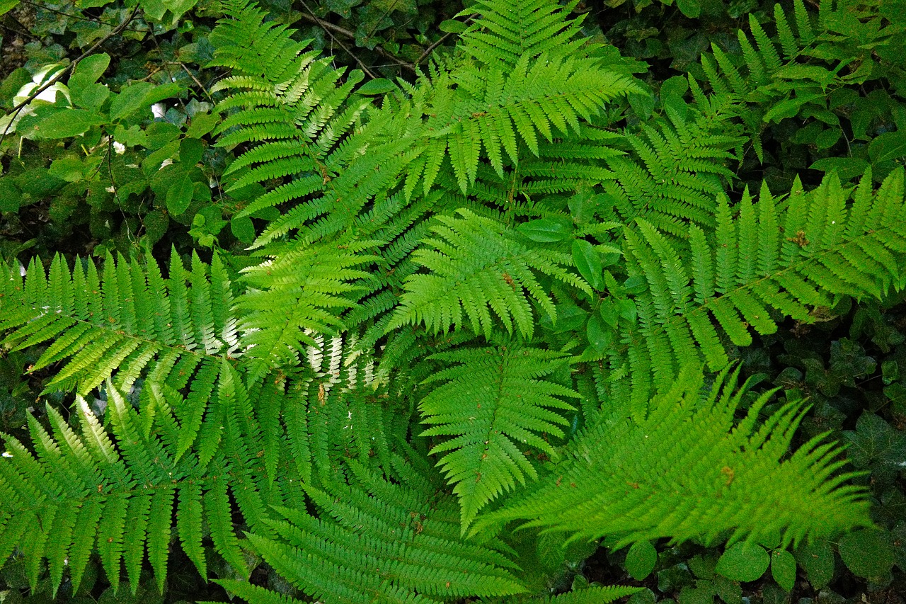 fern  green  plant free photo