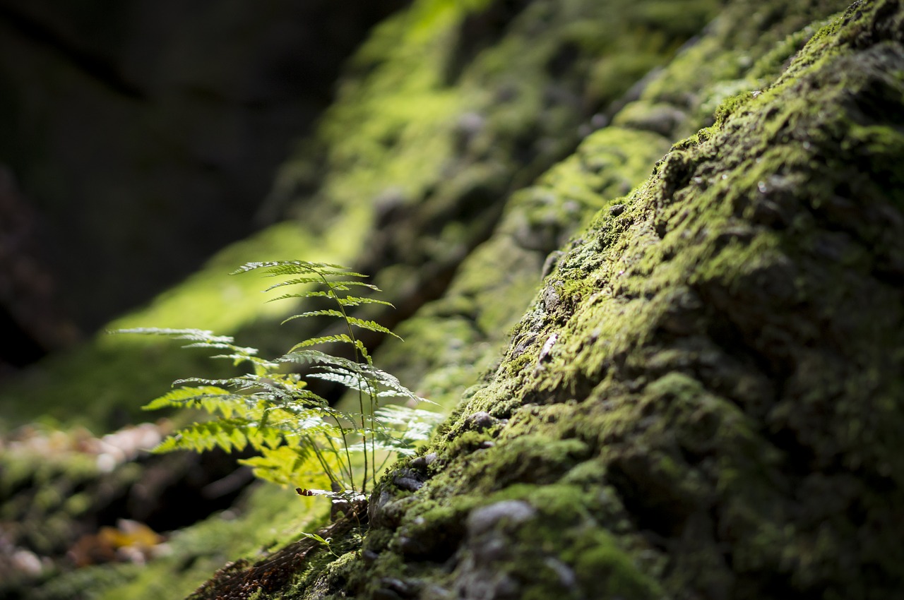 fern  moss  forest free photo