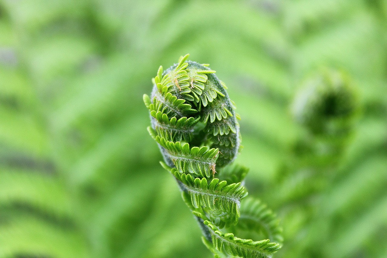 fern foliage green free photo