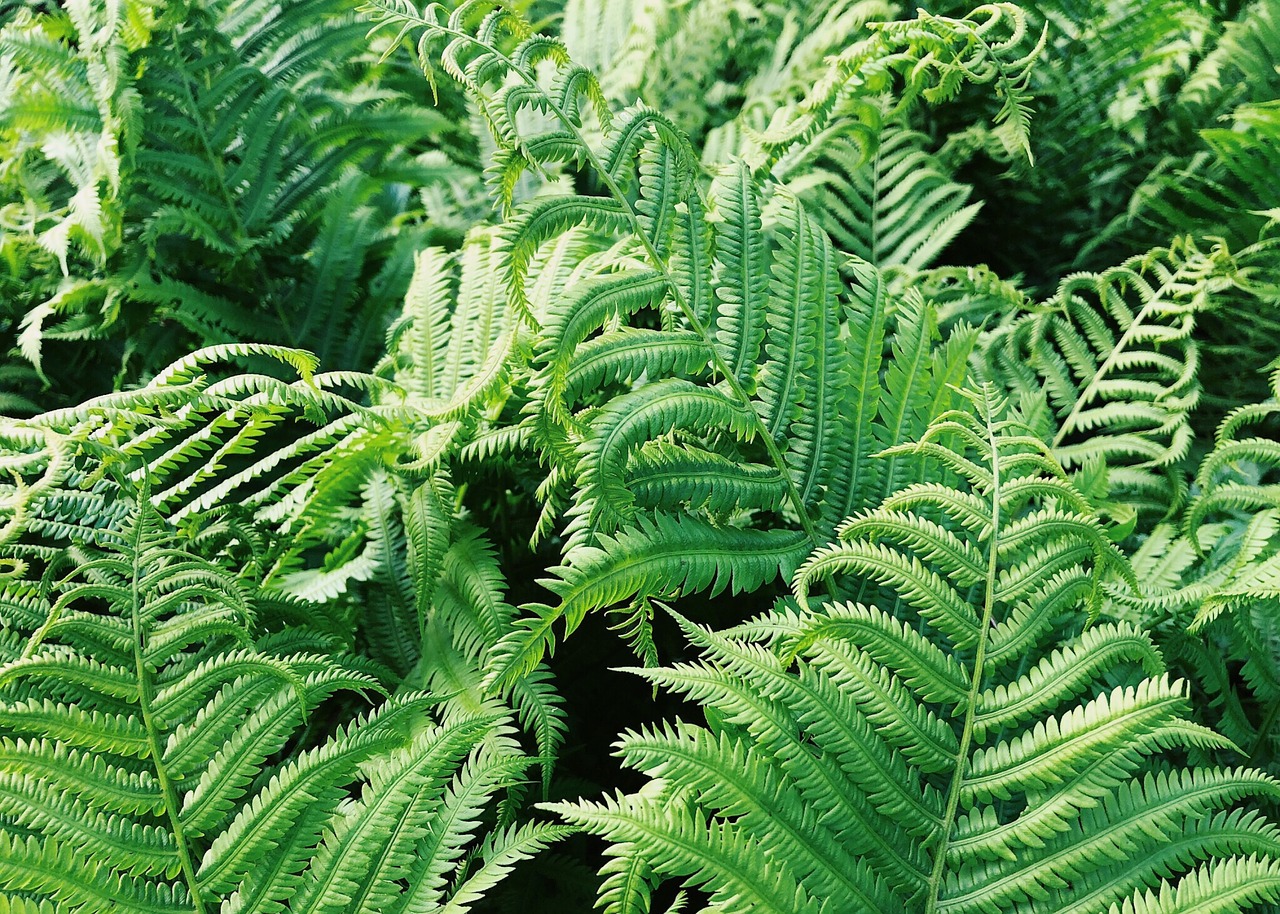 fern  ferns  plant free photo