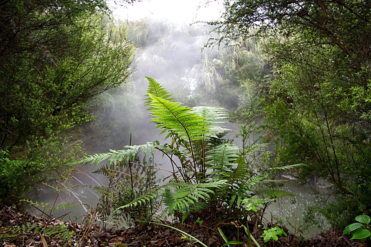 fern  smoke  plant free photo