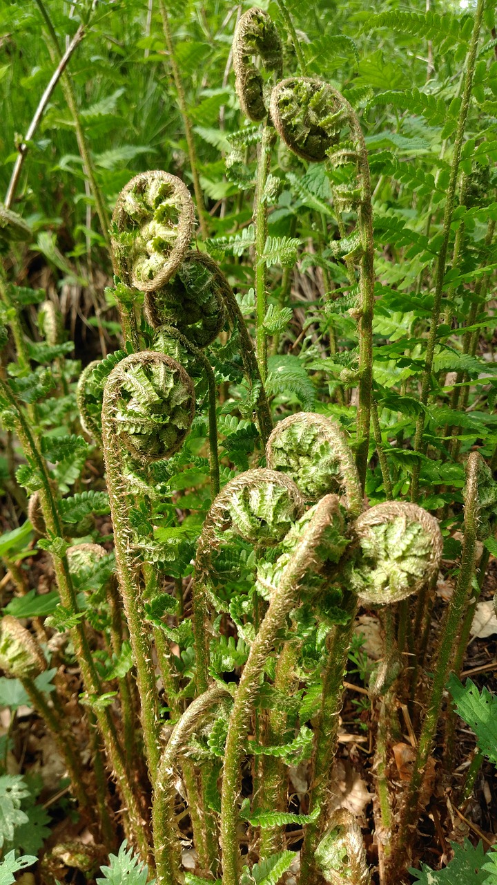 fern  leaf  spiral free photo